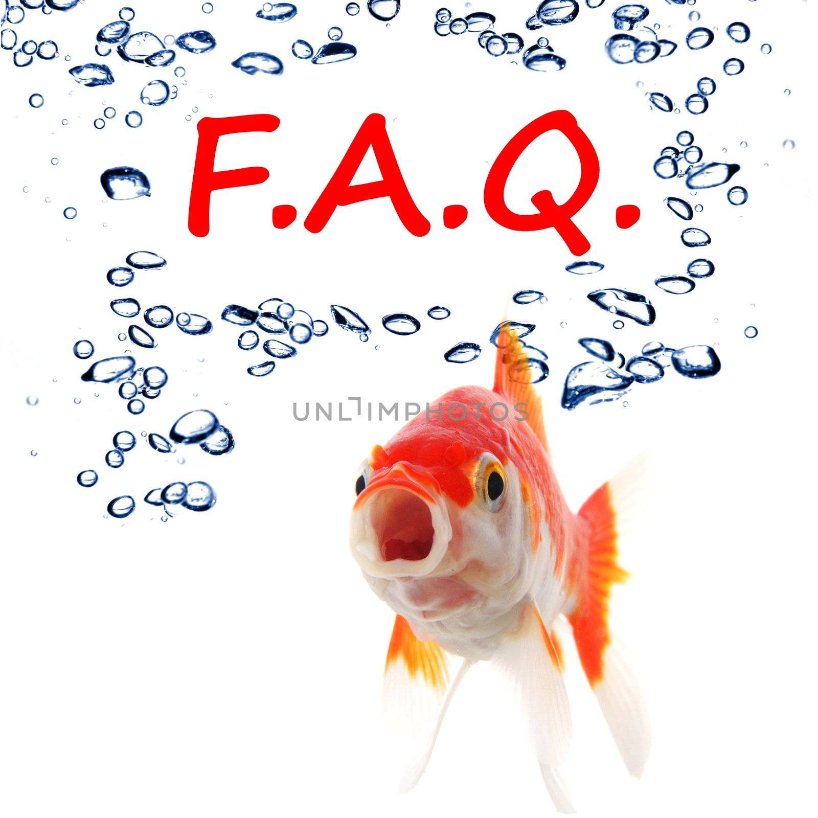 faq or frequently asked questions concept with goldfish