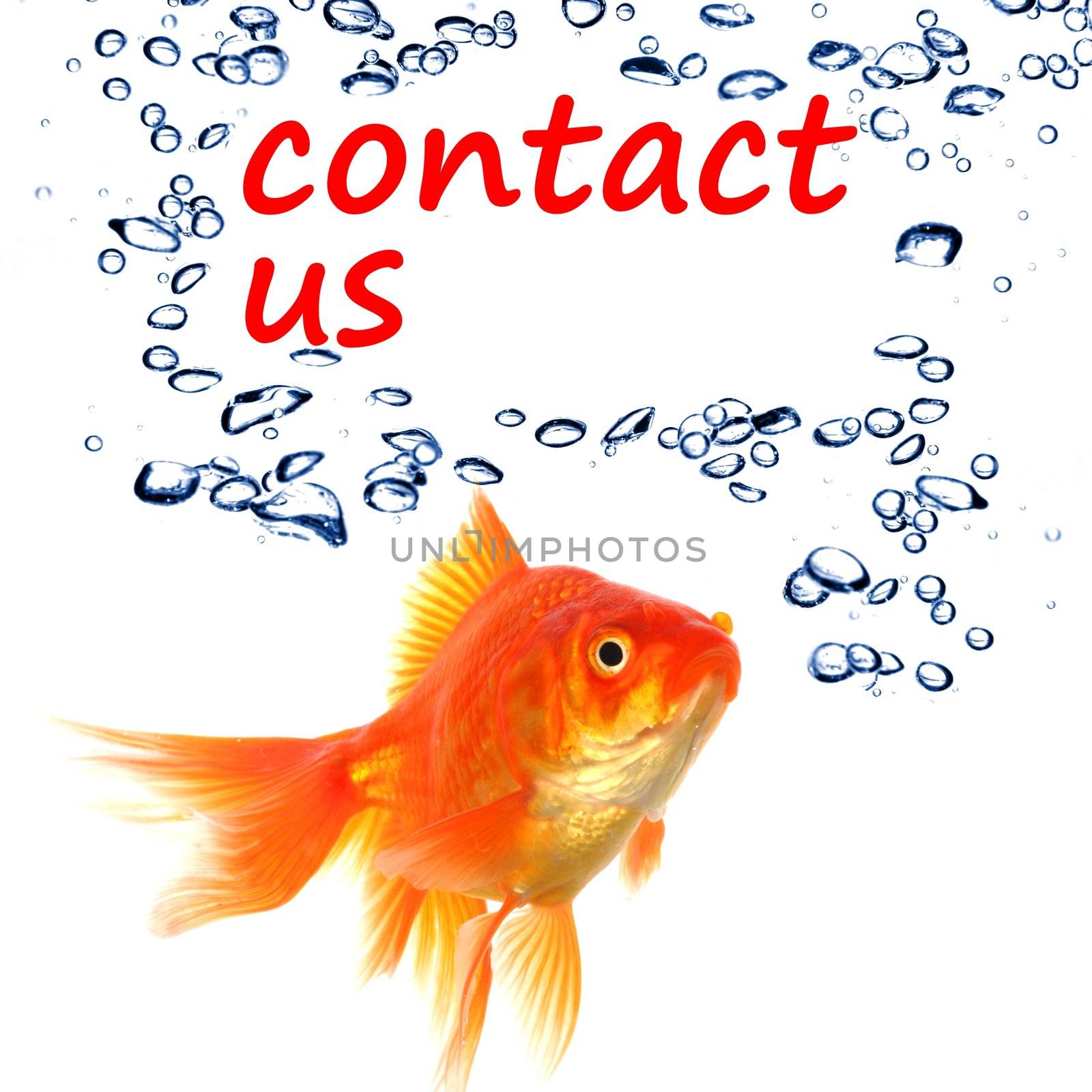 contact us concept with goldfish showing support service or email communication
