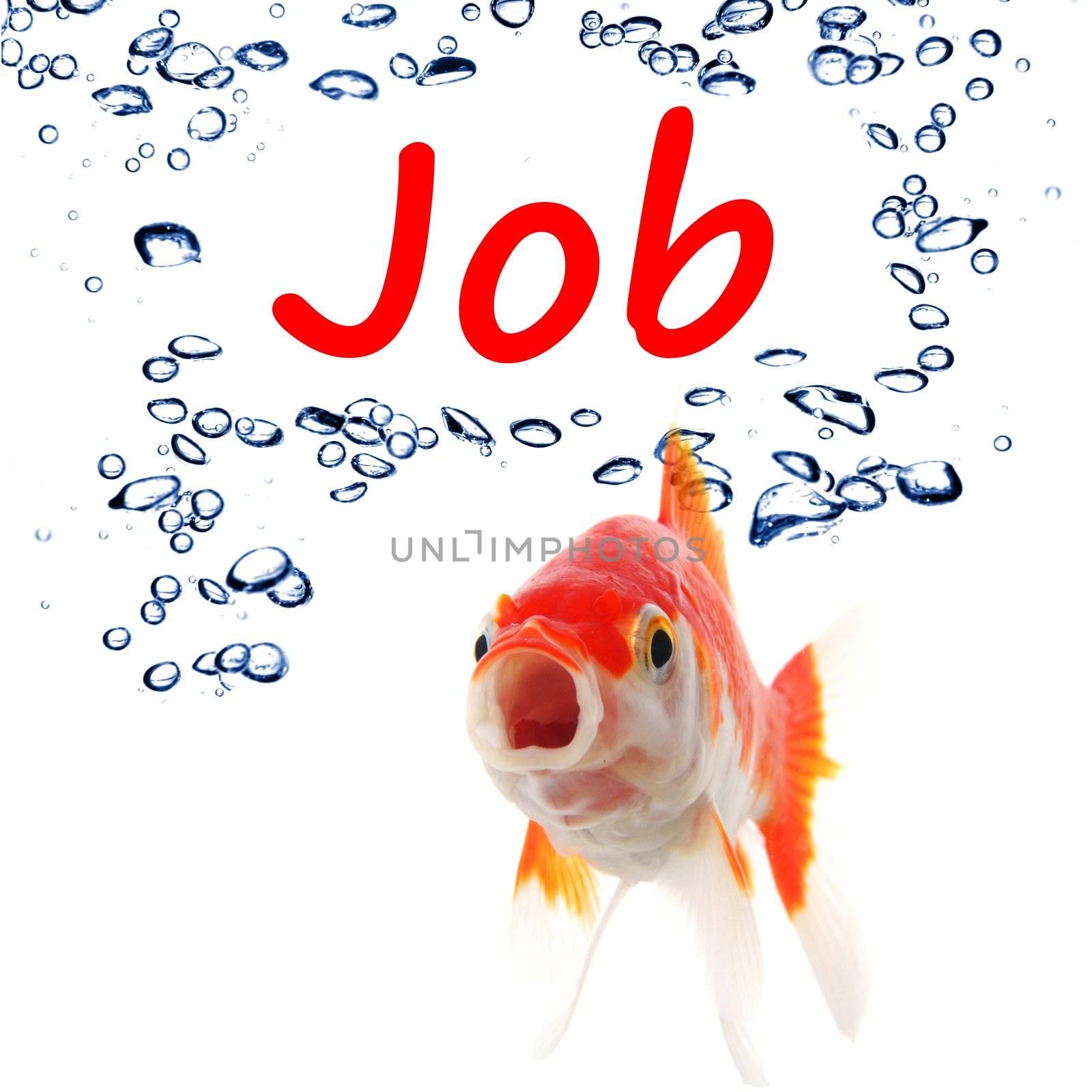 find a job concept with goldfish on white background