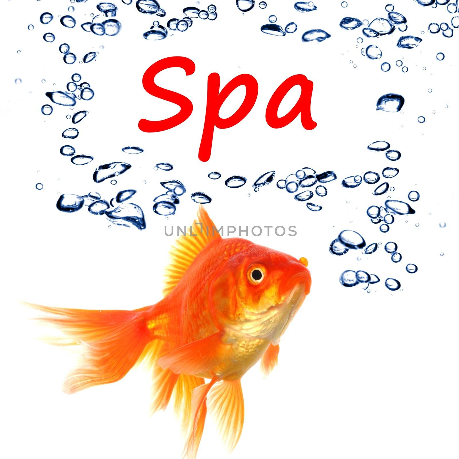 spa concept with goldfish and water bubbles on white background