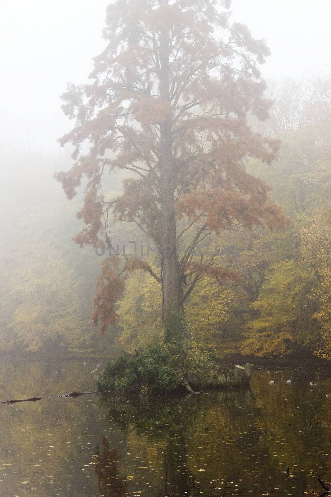 foggy morning on the lake by miradrozdowski