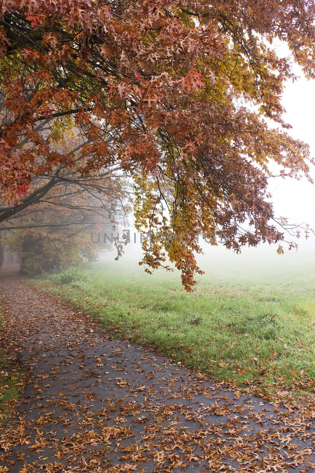 early autumn foggy morning in the park by miradrozdowski