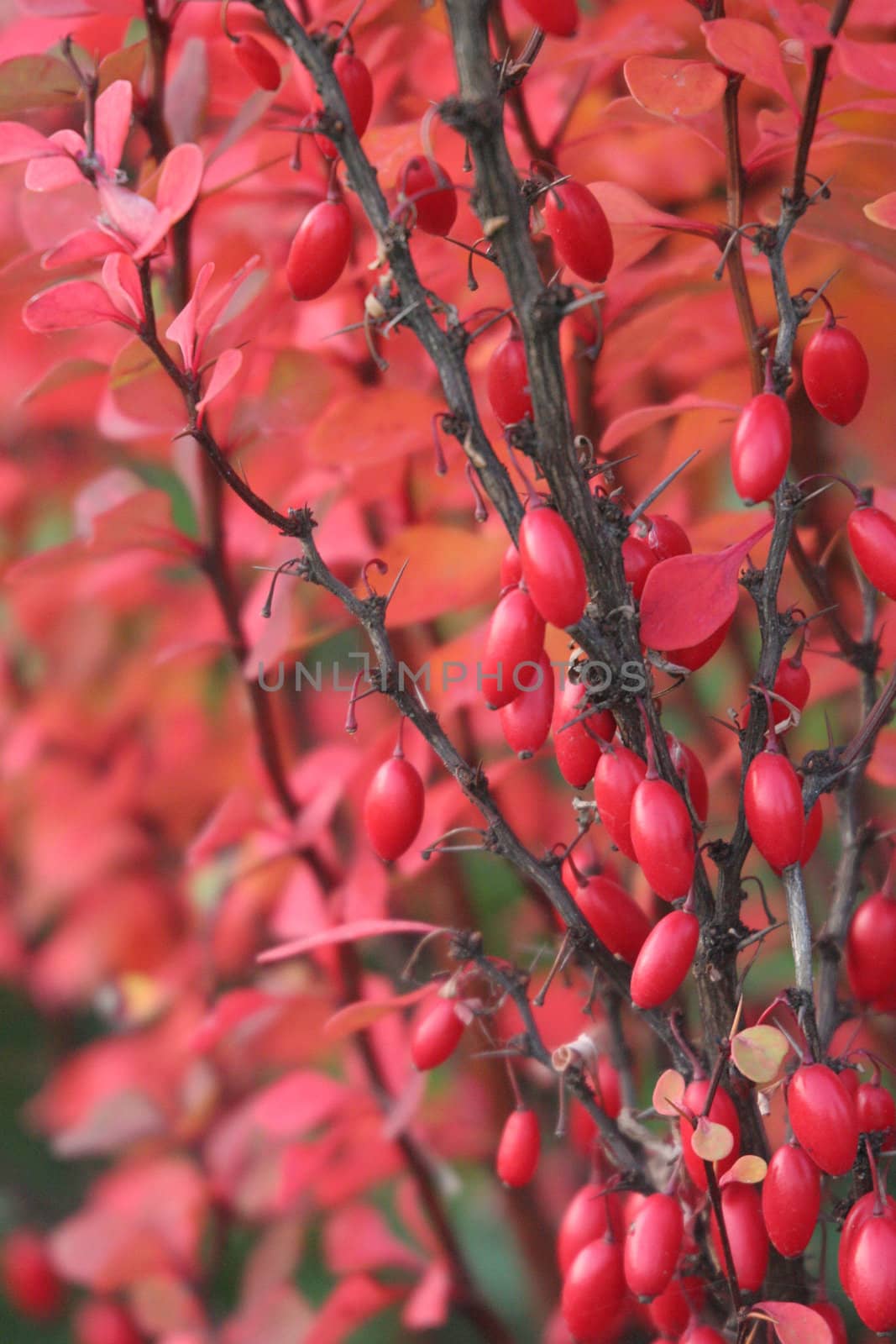 barberry bush