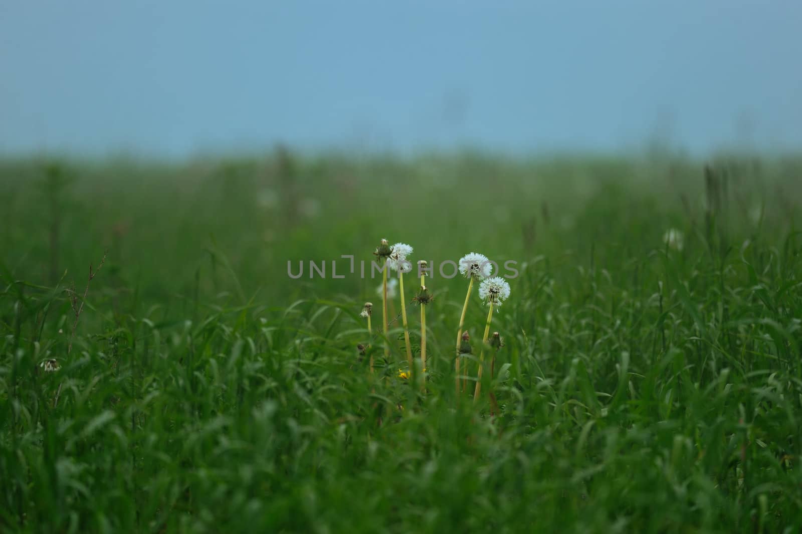 White dandelions on the dark green meadow