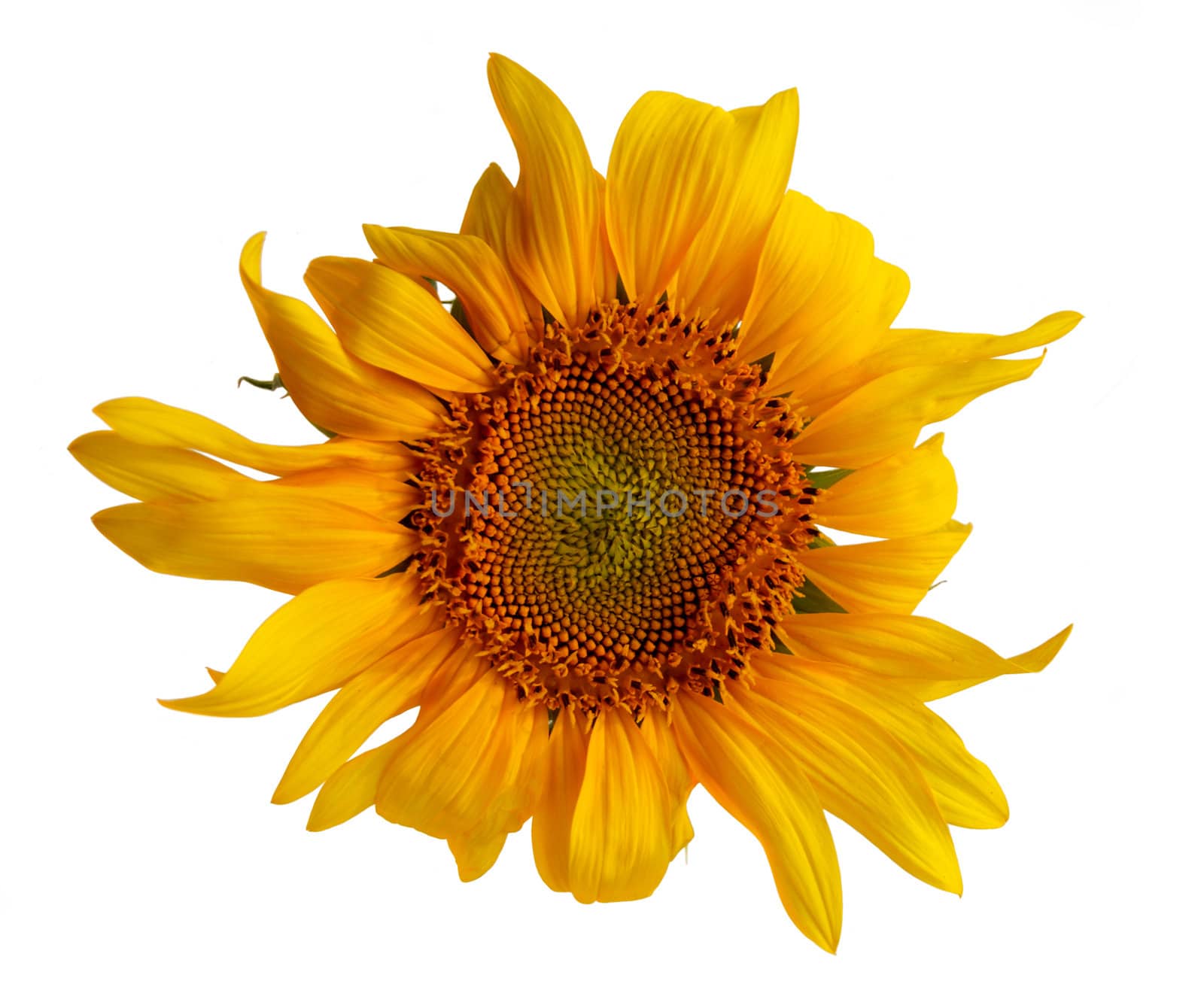 Sunflower on white background. Isolated photos of sunflower