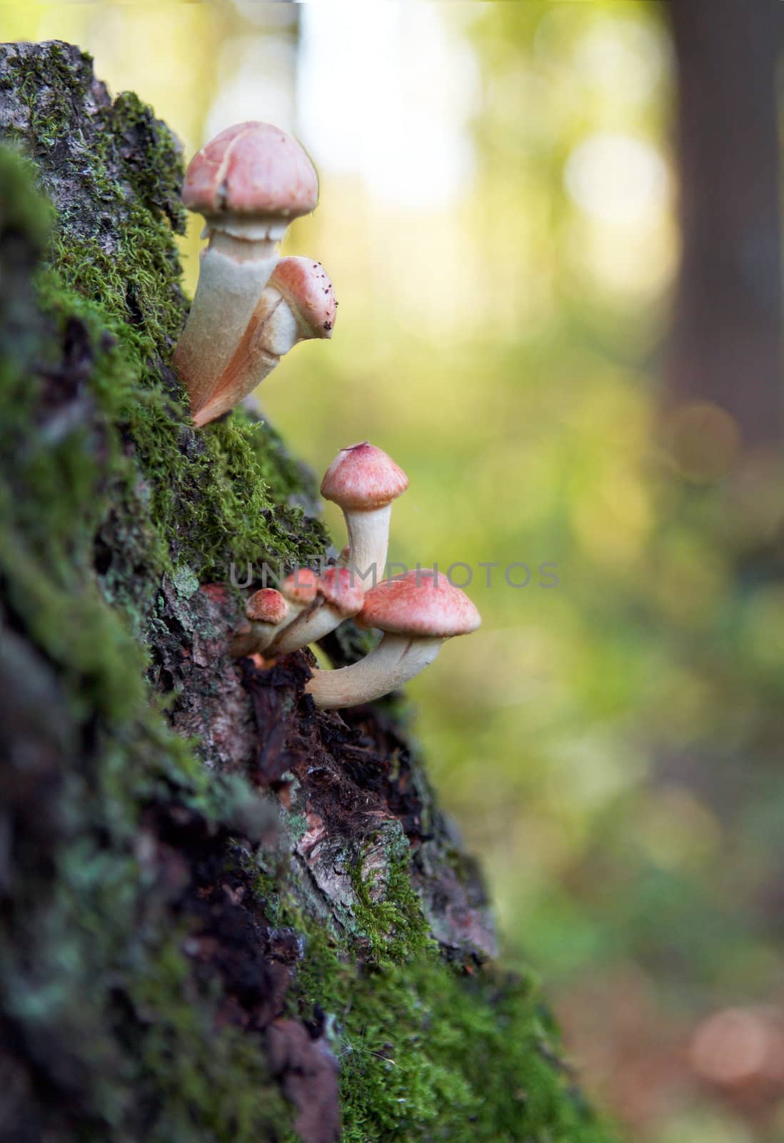 photo of mushrooms on humid forest soil- Sulphur tuft on a stub covered with moss - toadstool (Hypholoma fasciculare)
