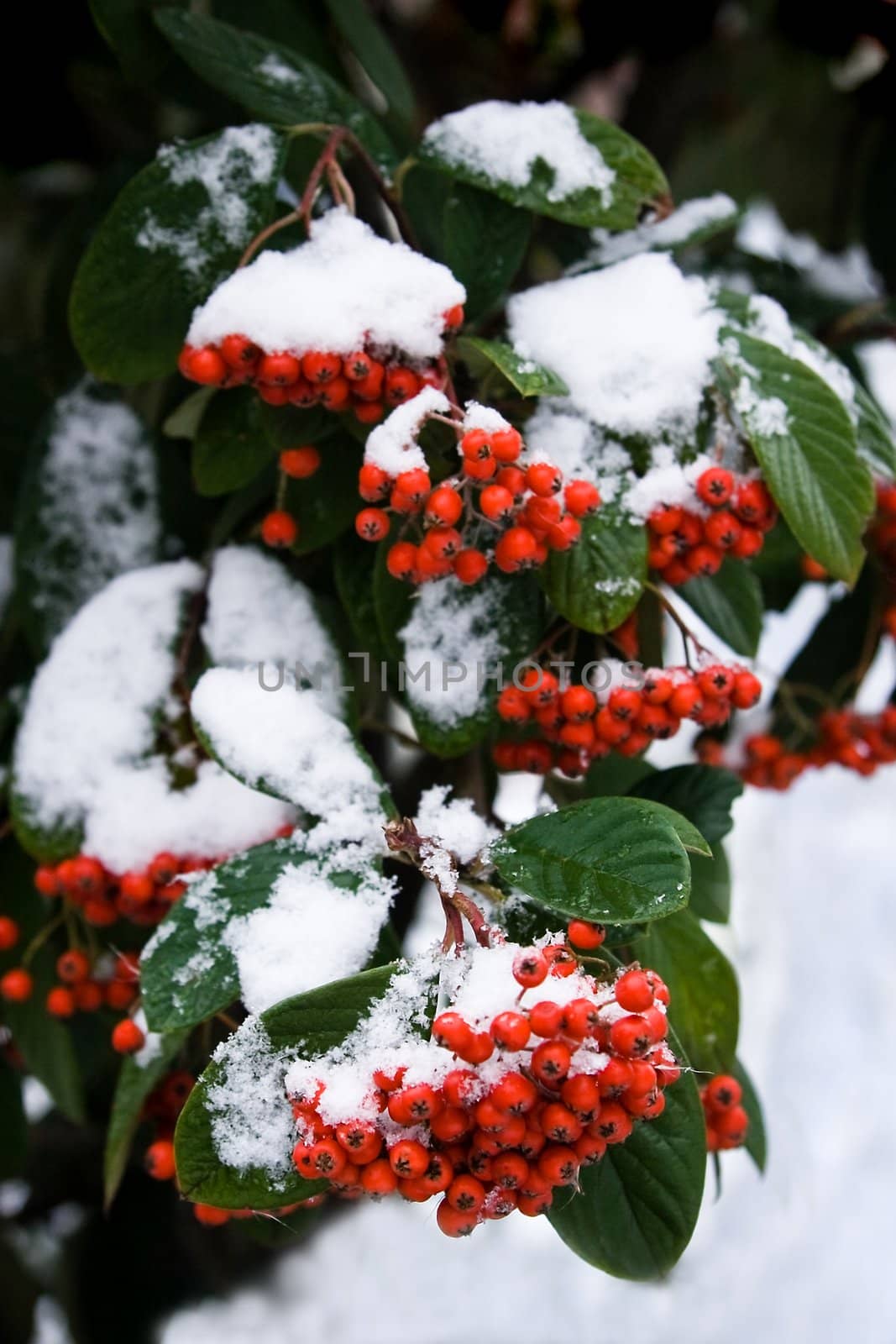 Red berries in winter with snowcap - vertical image