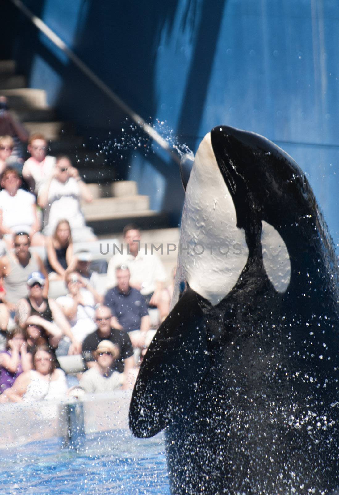 A Jumping Orca (Killer) Whale at Seaworld, Florida, 9th October 2010. Seaworld Orlando attracts more then 6 million visitors a year.