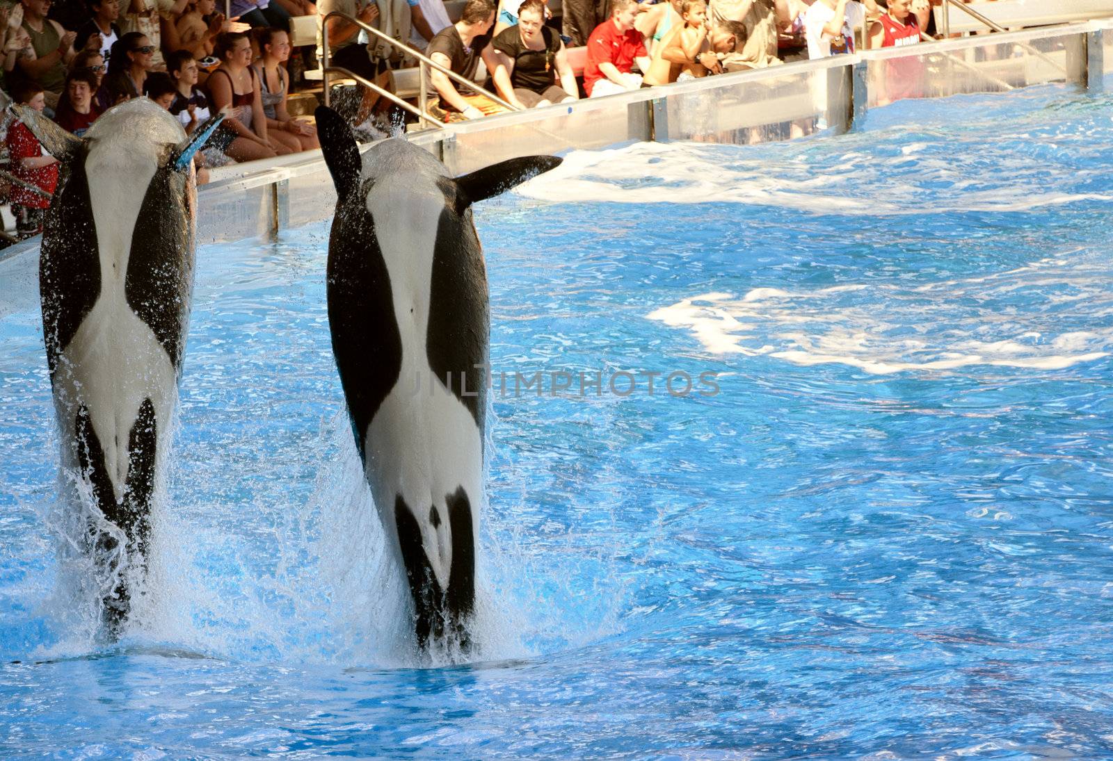 Jumping Orca (Killer) Whales, Seaworld, Florida, 9th October 2010. Seaworld Orlando attracts more then 6 million visitors a year.