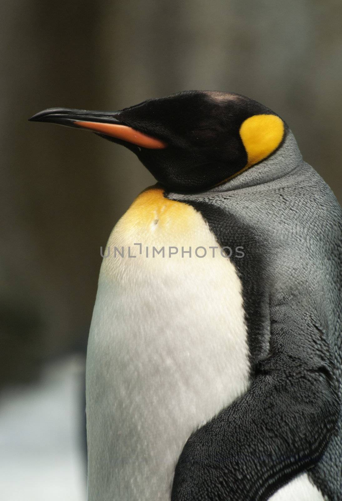 Photograph of a King Penguin.