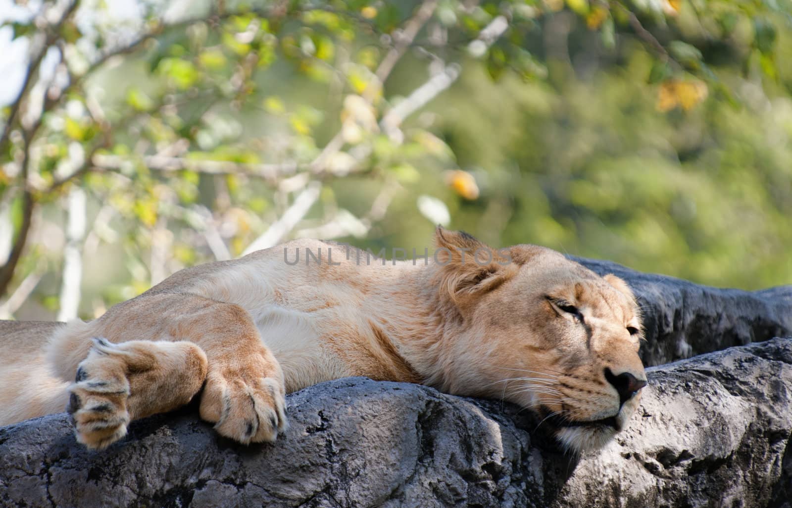 Female Lion resting on a rock.