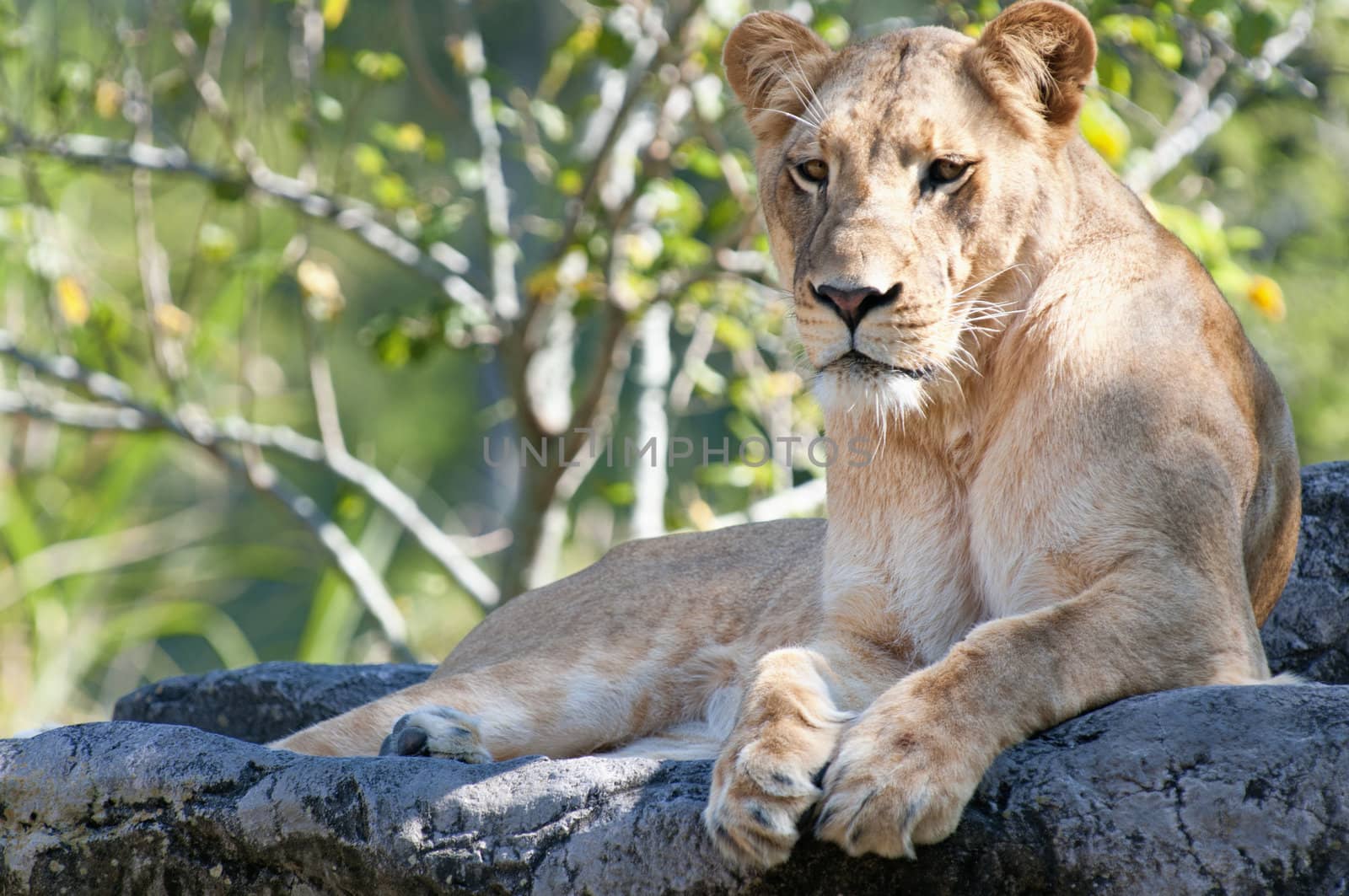 Female Lion resting on a rock.