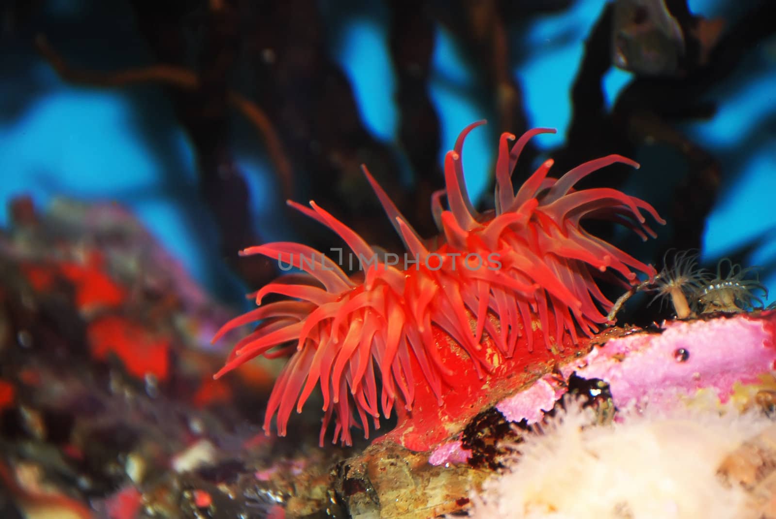 Red sea anemone attached to a  rock under water.