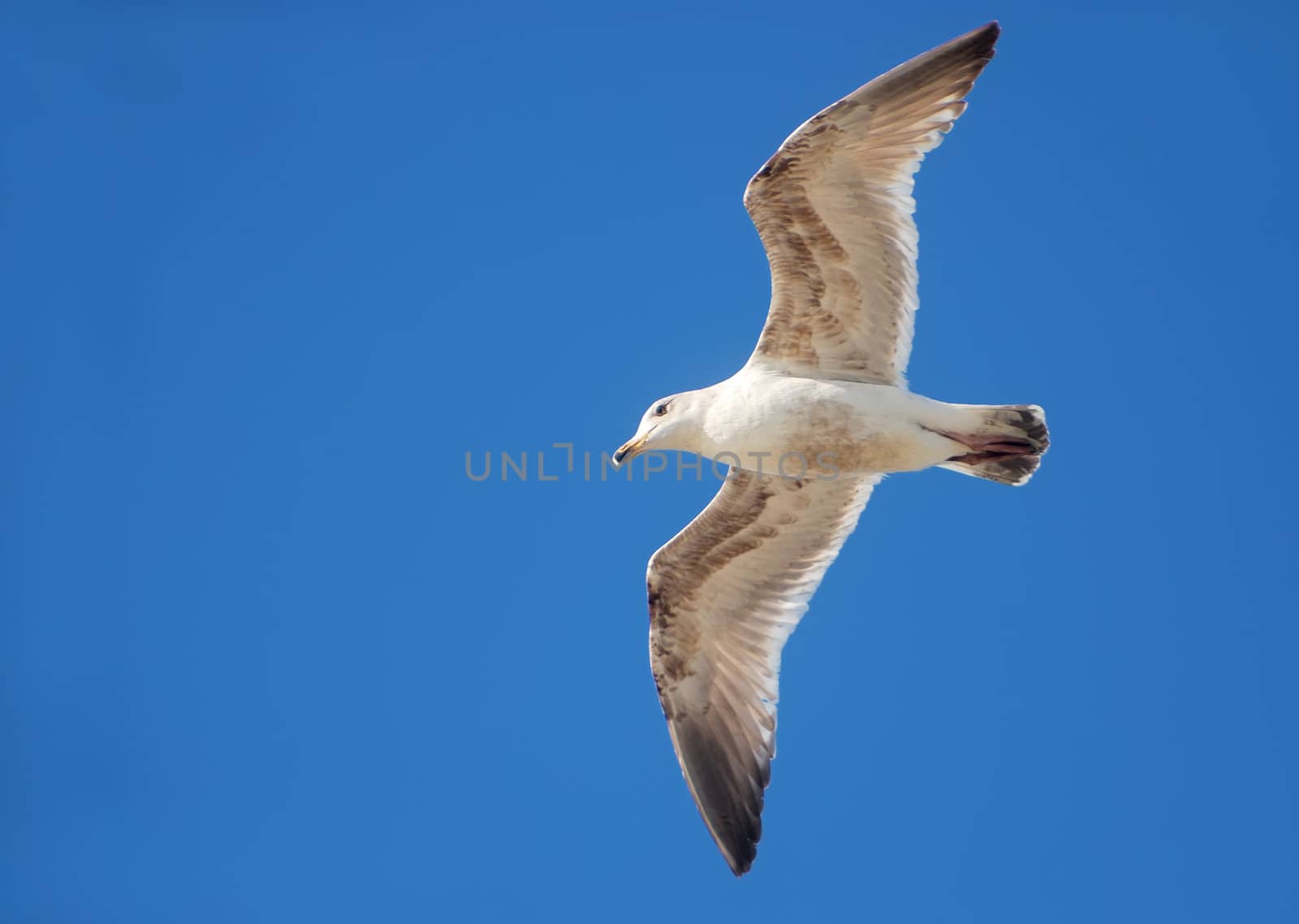 White and brown seagull flying with blue sky in the background.