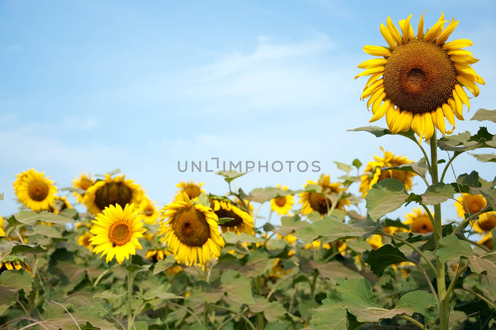 Sunflowers in Field by dehooks