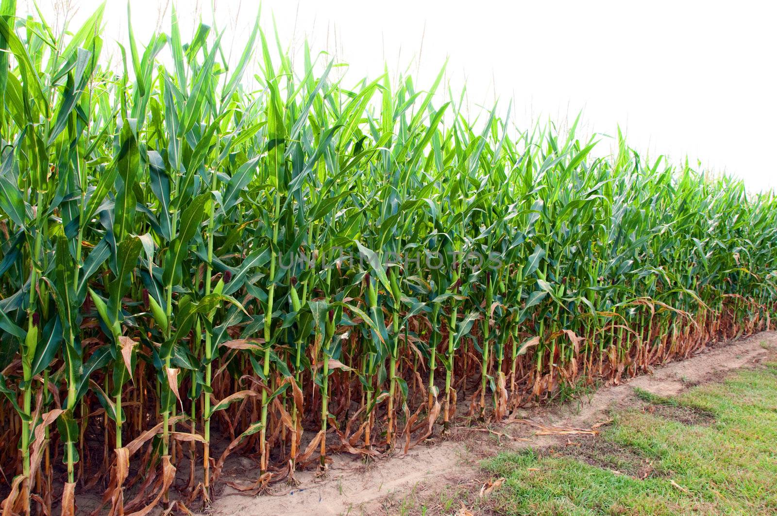 Corn Field in Alabama by dehooks
