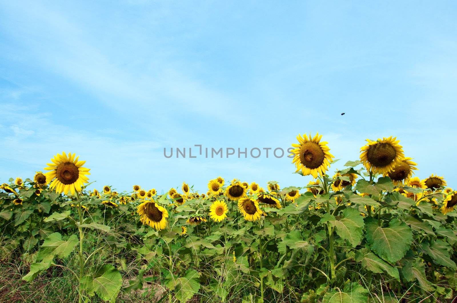 Sunflowers in field with bee flying overhead.