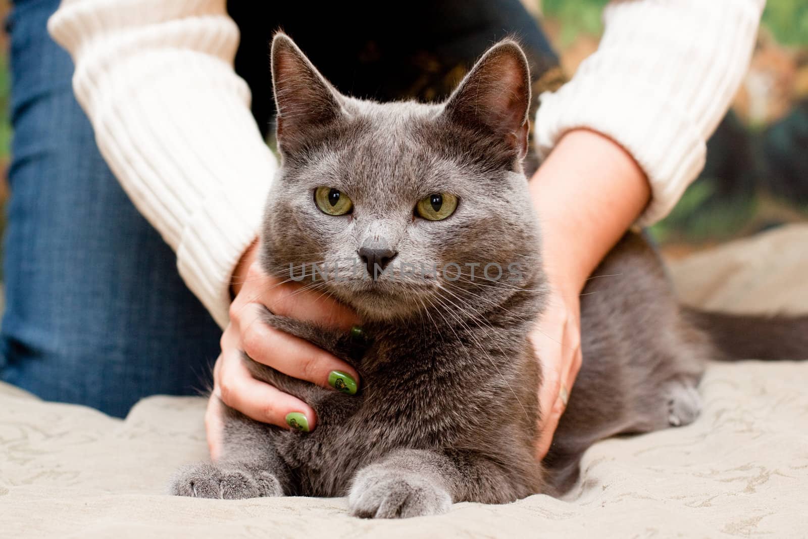 A gray cat and a women hand
