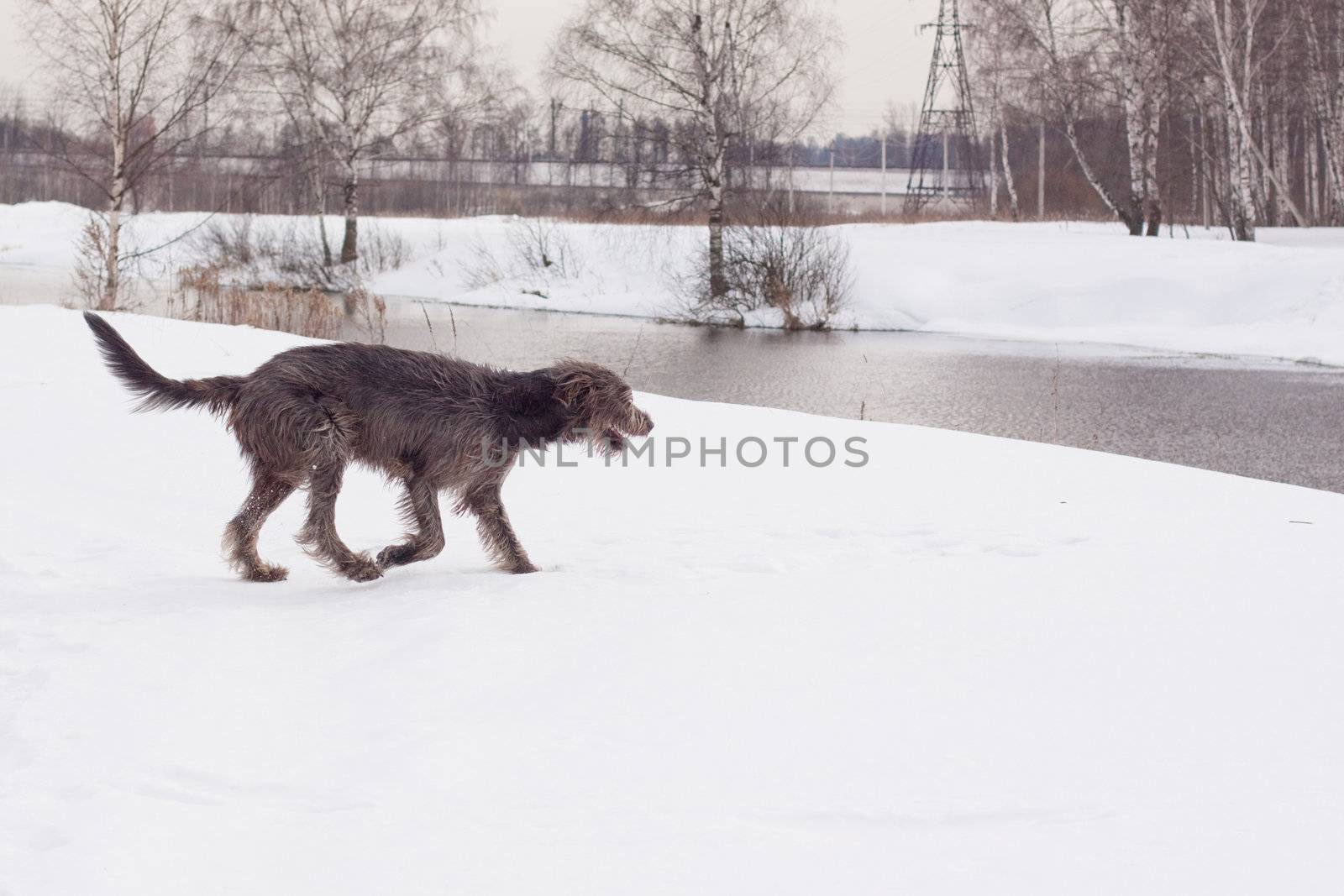 Irish wolfhound by foaloce