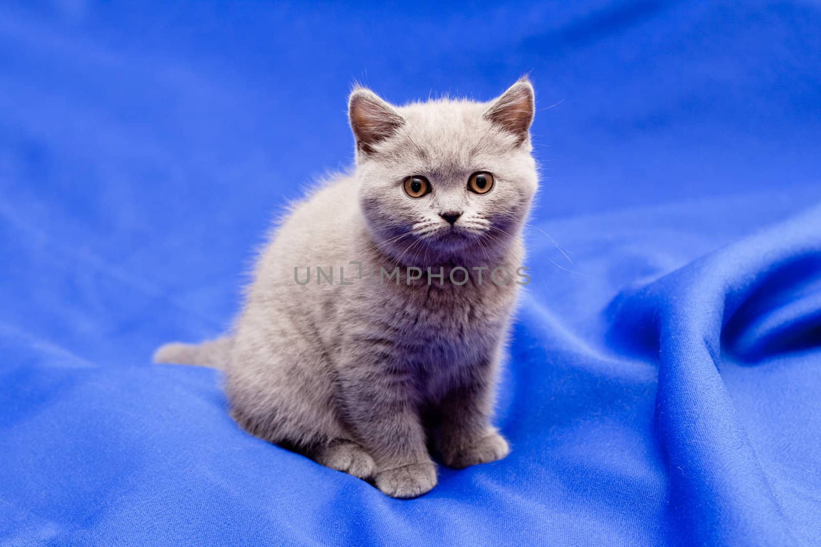 A yellow-eyed British shorthair blue kitten on blue background
