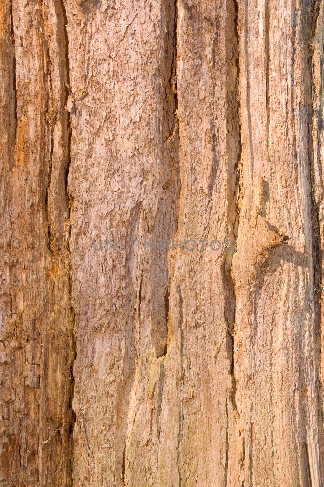 natural weathered old bark nice for backgrounds
