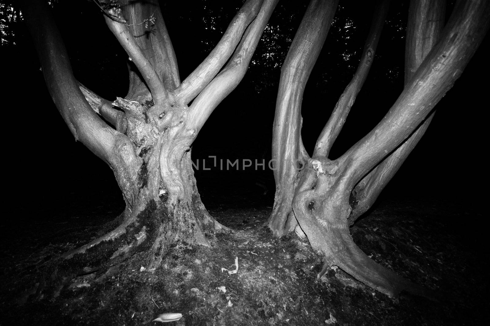 spooky trees in a forest nice for halloween or scary events in black and white
