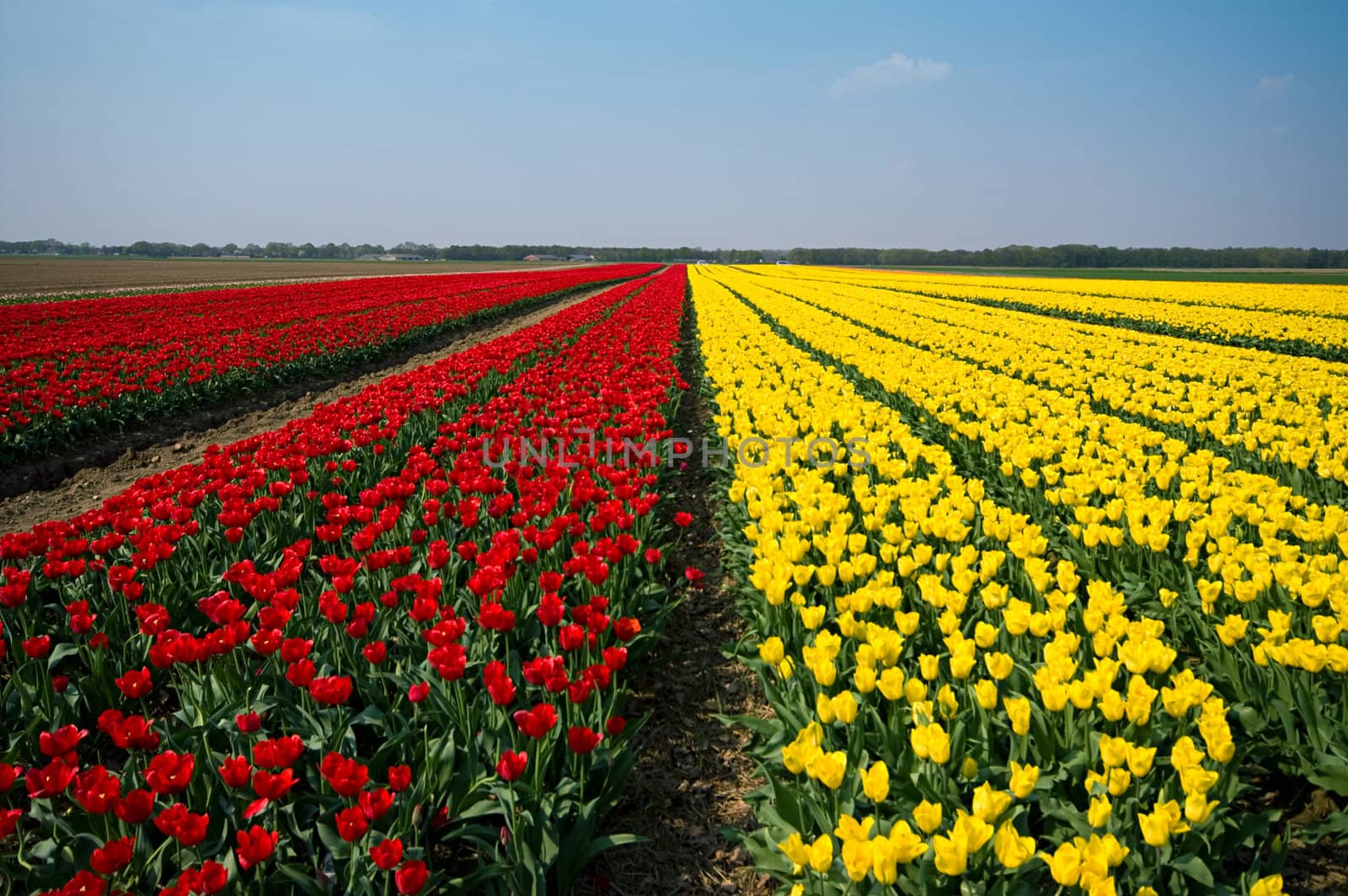 fields covered with tulips in yellow and red for bulb harvest
