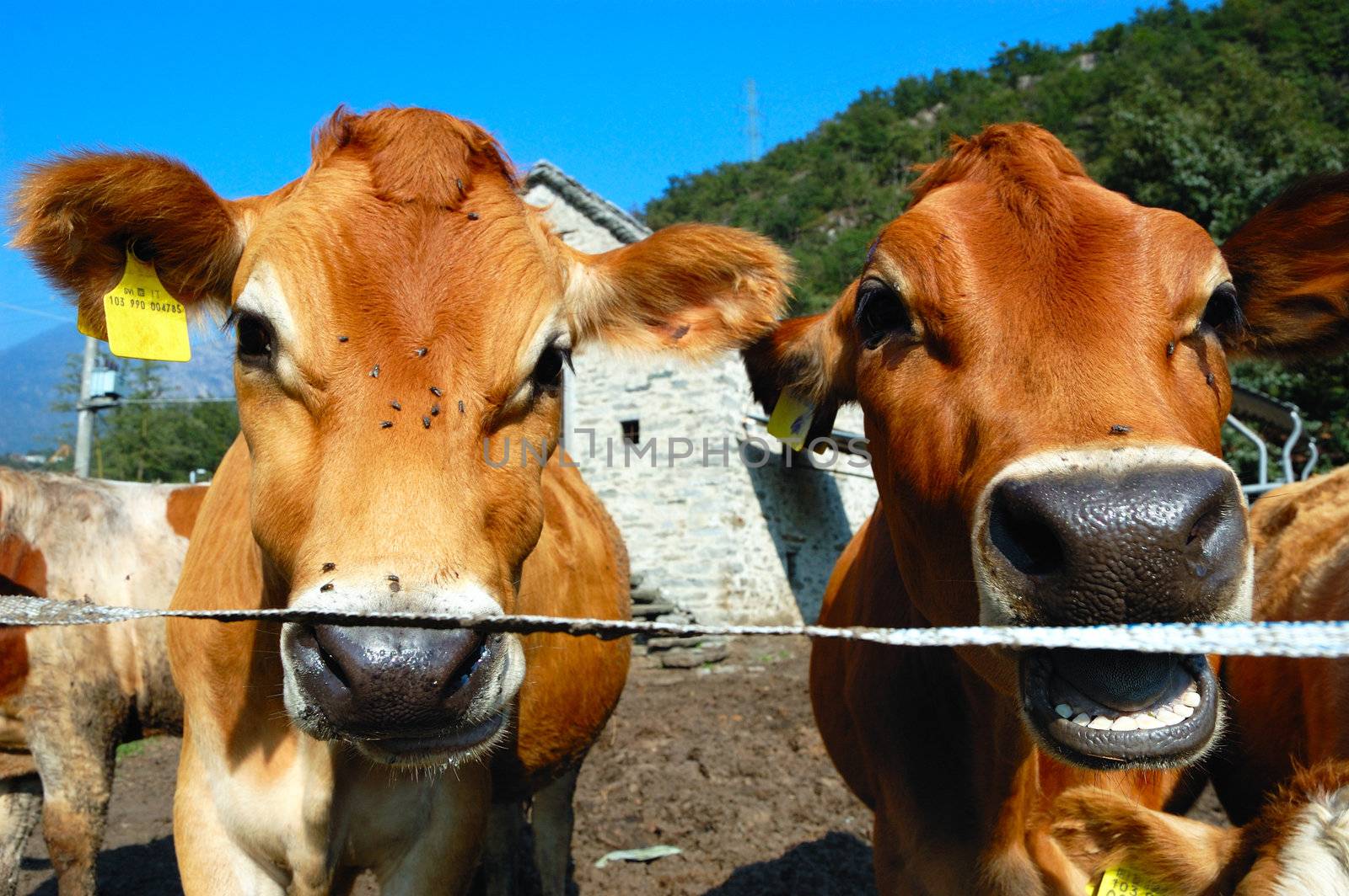 Two maroon cows by an electric fence. 