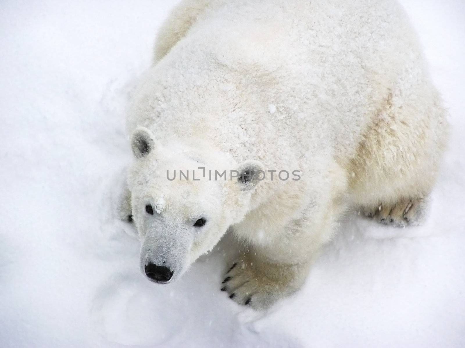 Snow covered polar bear by Mirage3