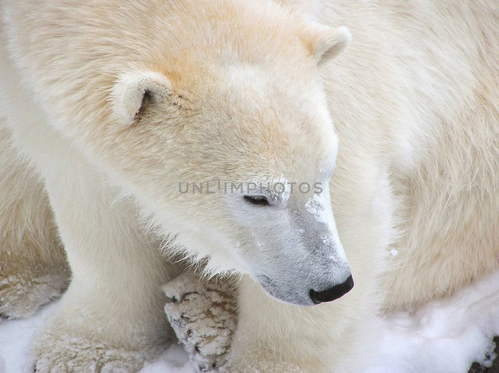 Close-up of a polar bear filling the frame with fur and snow on the nose details well shown