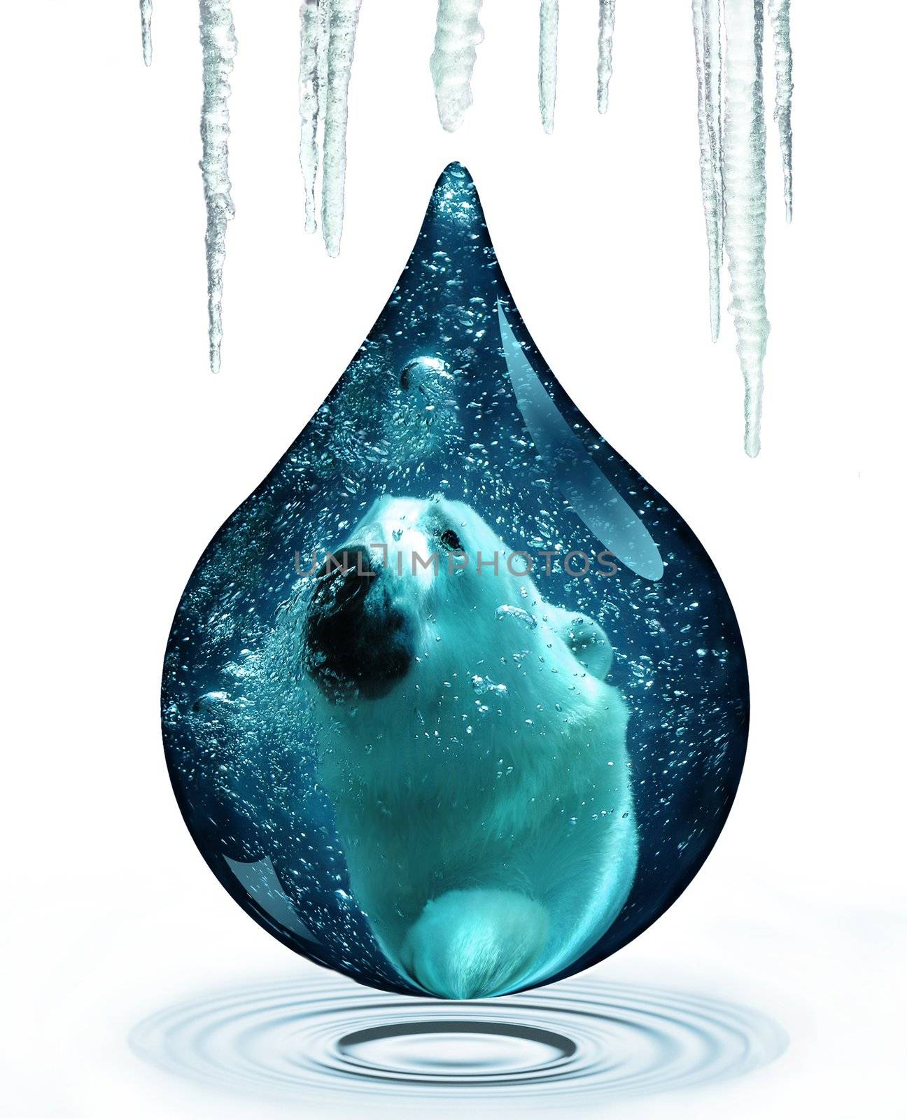 Big male polar bear portrait in water drop from Arctic icecles melting