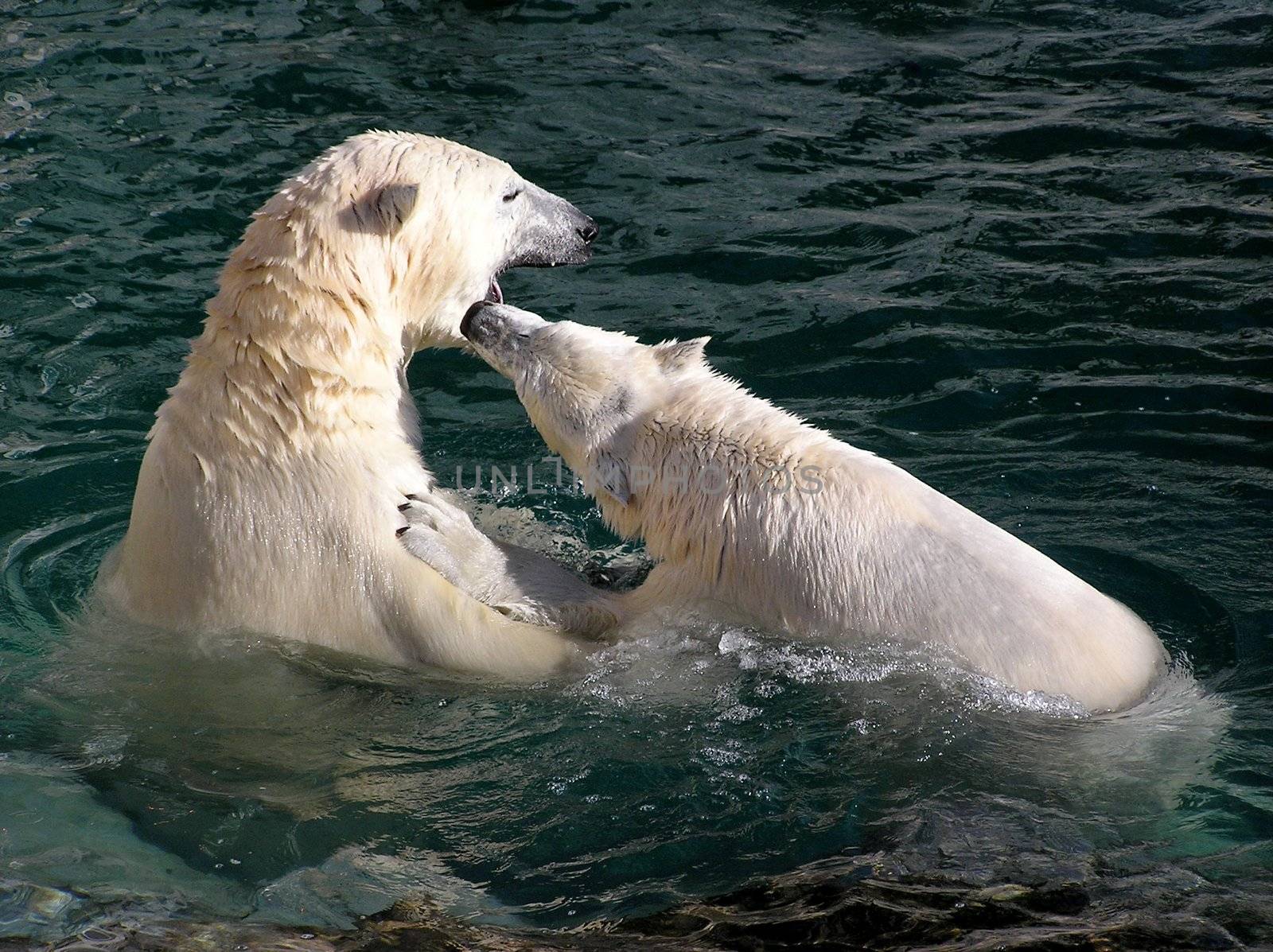 Male and female polar bear play fighting in the water
