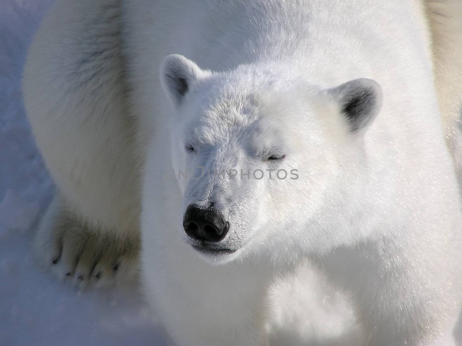 Low key intimate close-up of laying down polar bear catching first rays of light in the morning, best flluffy fur detail.   