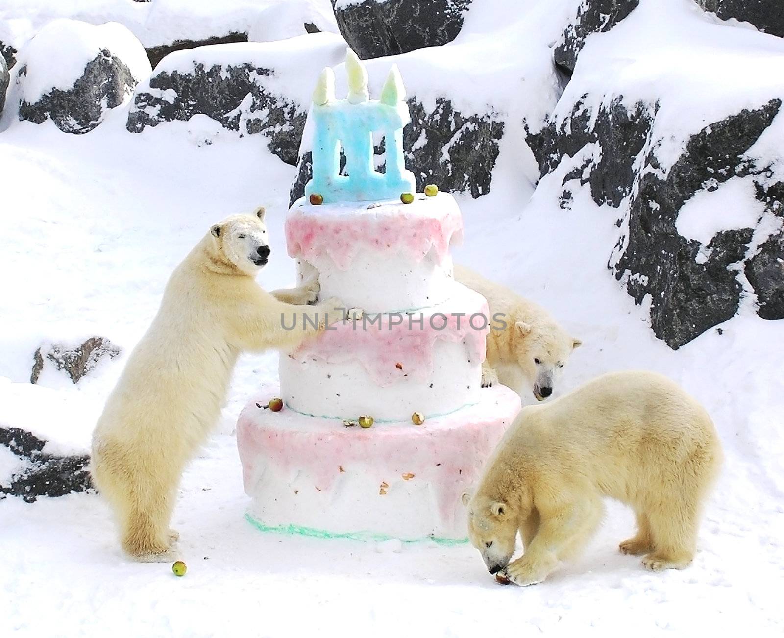 Three polar bears celebrating their birthday with a giant cake made of snow fruits and fish