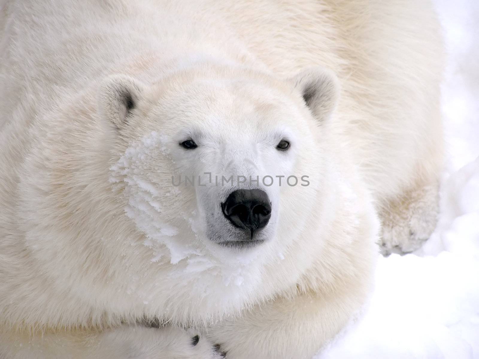 Polar bear laying down by Mirage3