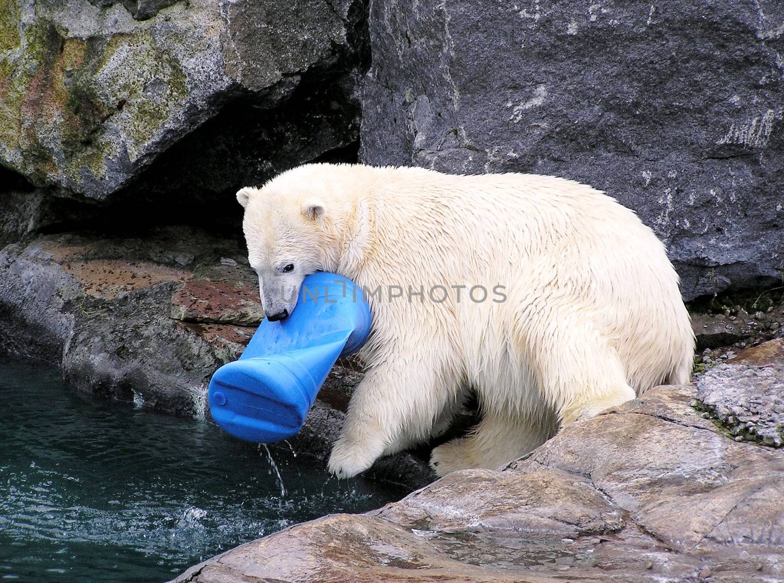 Polar bear playing with toy by Mirage3