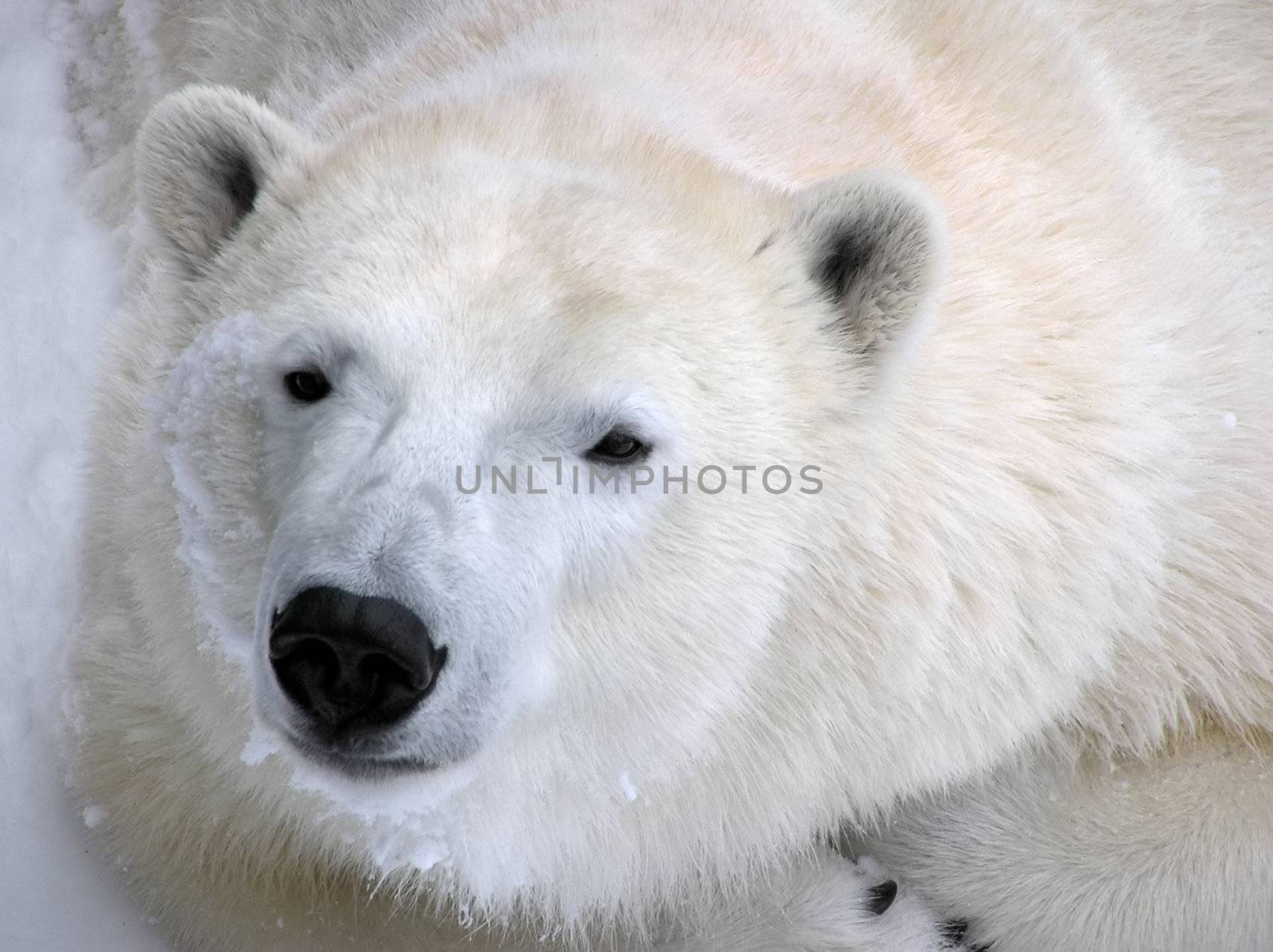 Low-key portrait of a peaceful polar bear curled up in the snow ready to take a nap, with details fur and claws showing.  