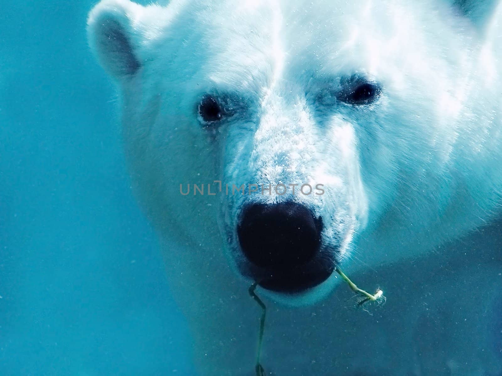Polar bear underwater with plant close-up by Mirage3