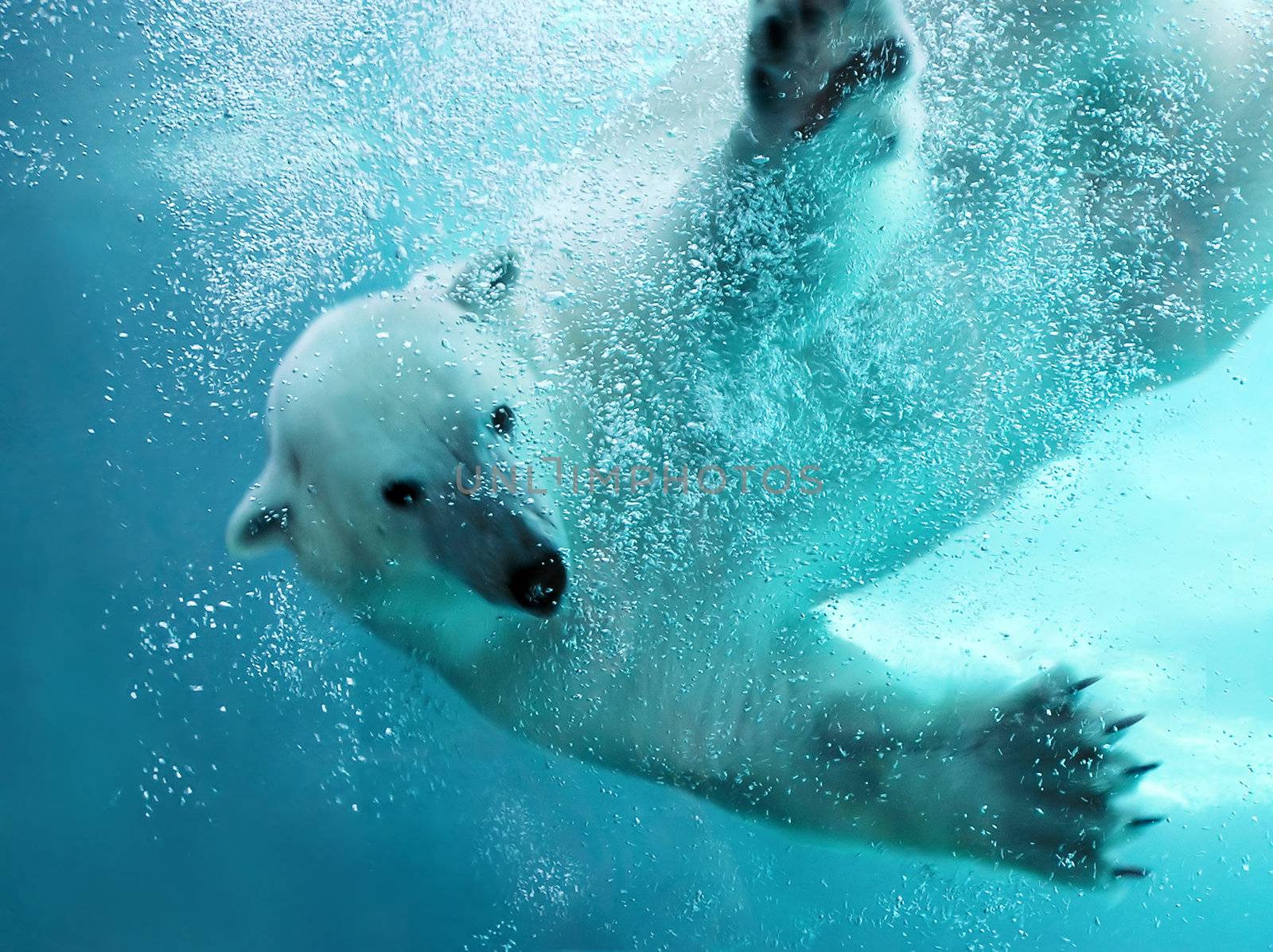 Polar bear attacking underwater with full paw blow details showing the extended claws, webbed fingers and lots of bubbles - bear looking at camera.  