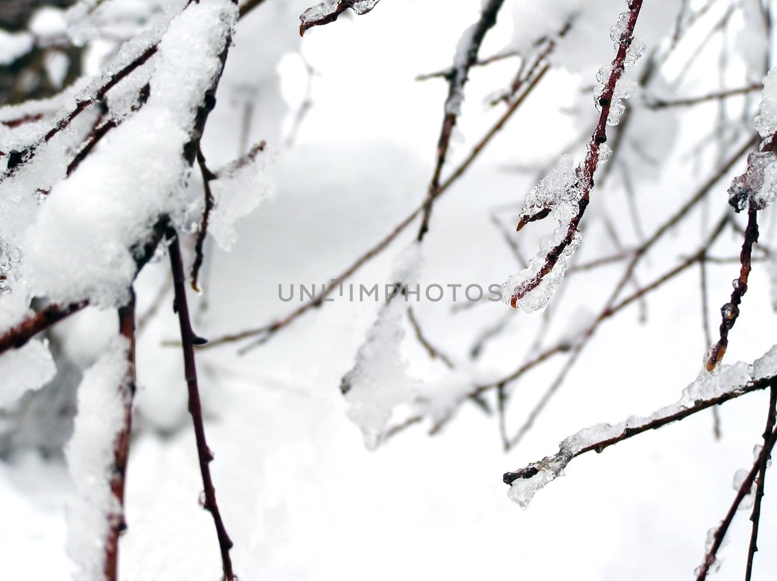 Ice on branches by Mirage3