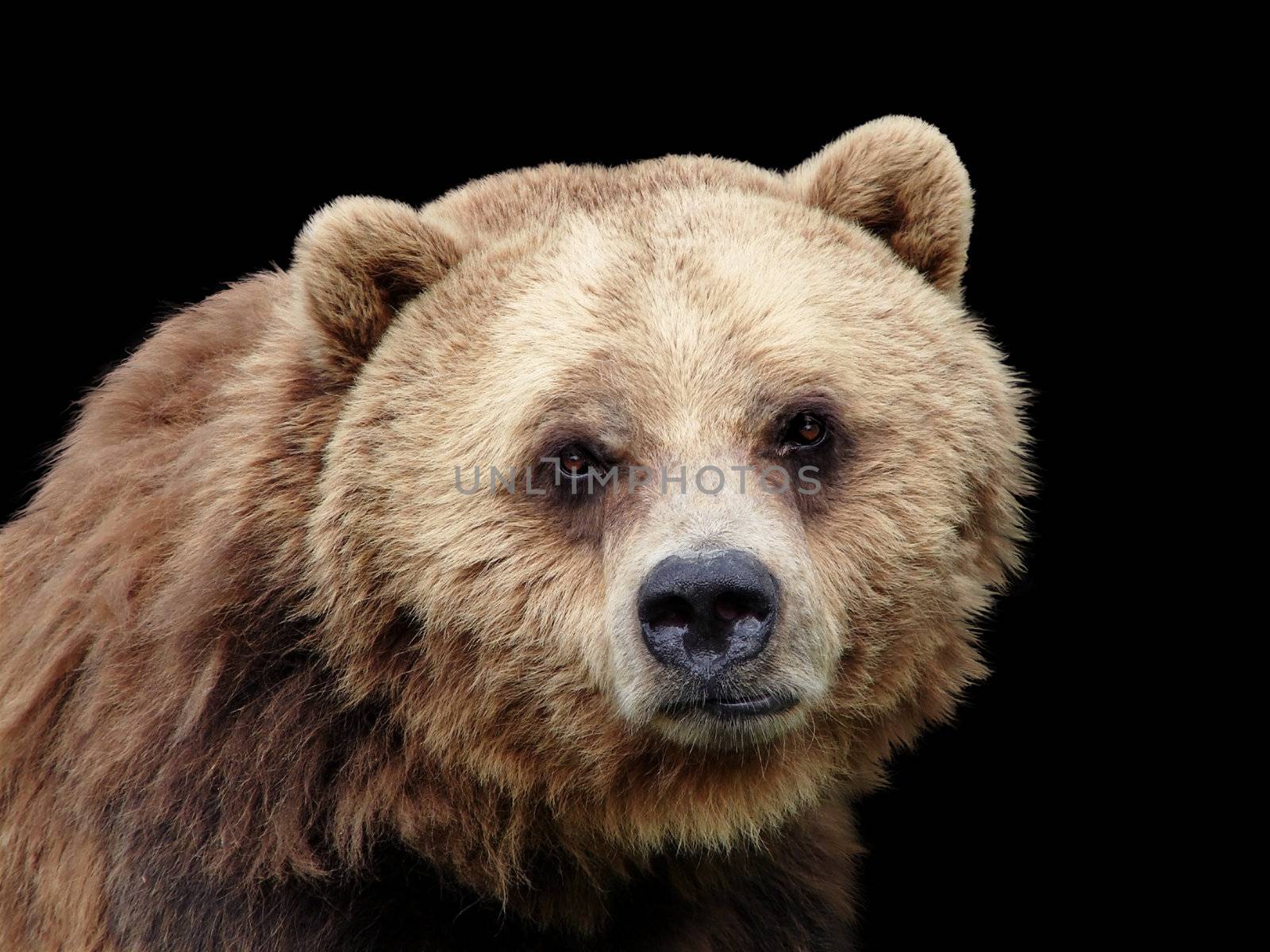 Sad grizzly brown bear looking at camera, lots of details, isolated on black background.