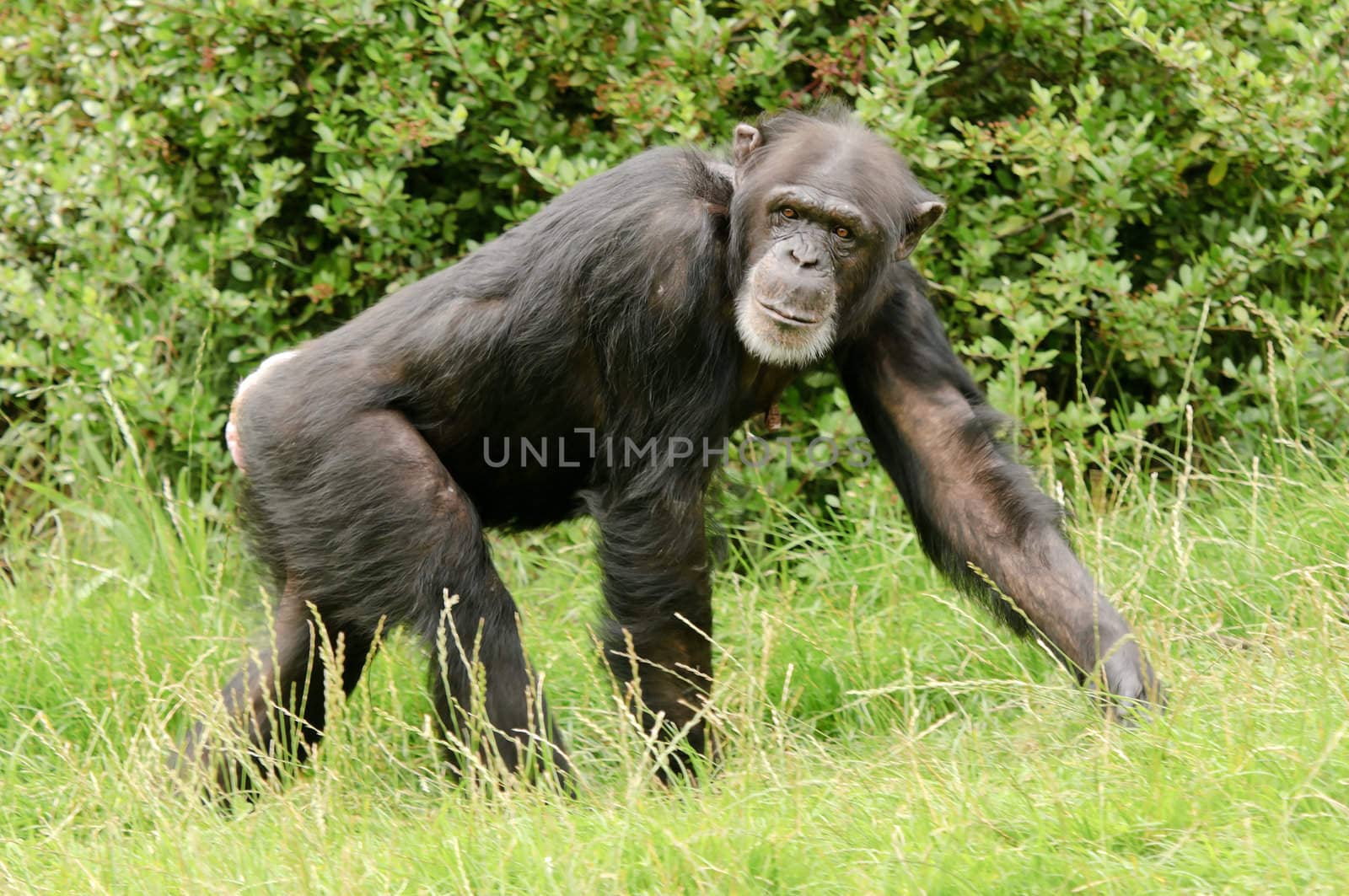 Close up of a Chimpanzee (pan troglodytes)