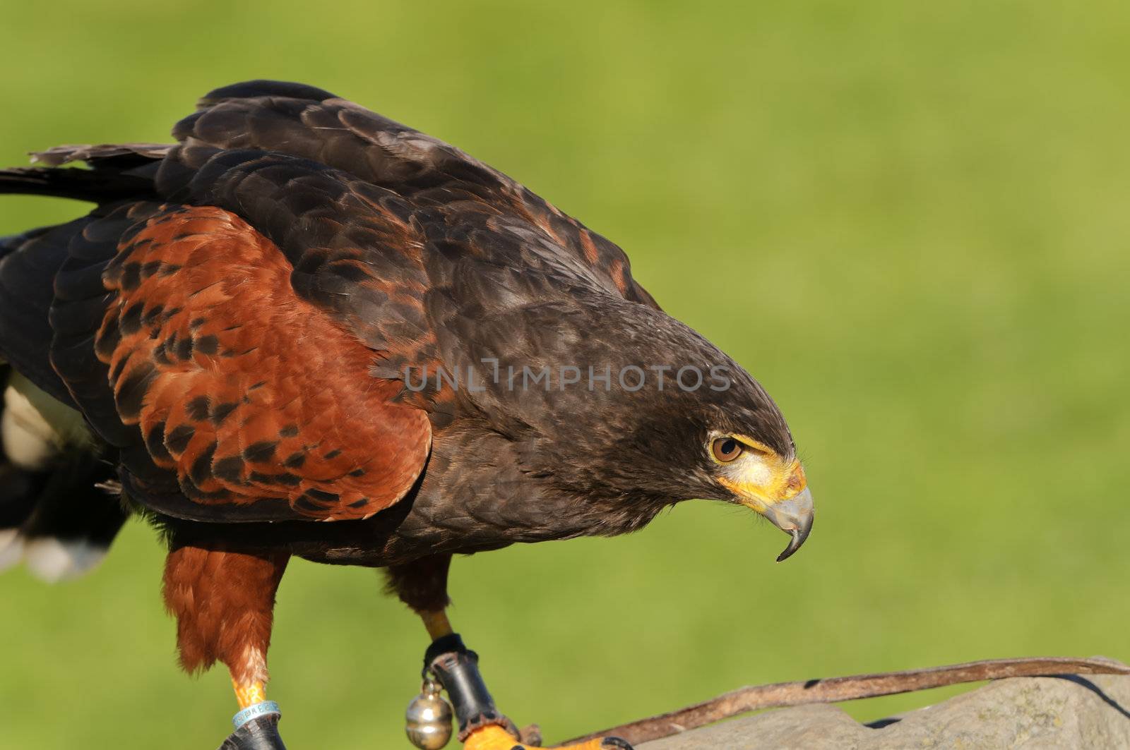 Close up of Harris Hawk (Parabuteo Unicintus)