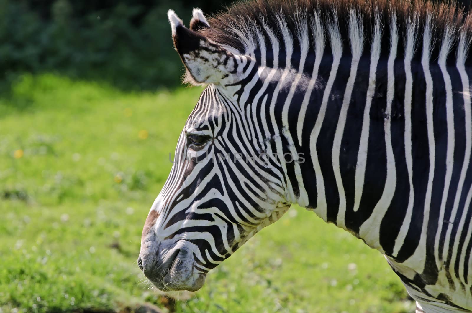 Close up of a Grevys Zebra (Equus grevyi)