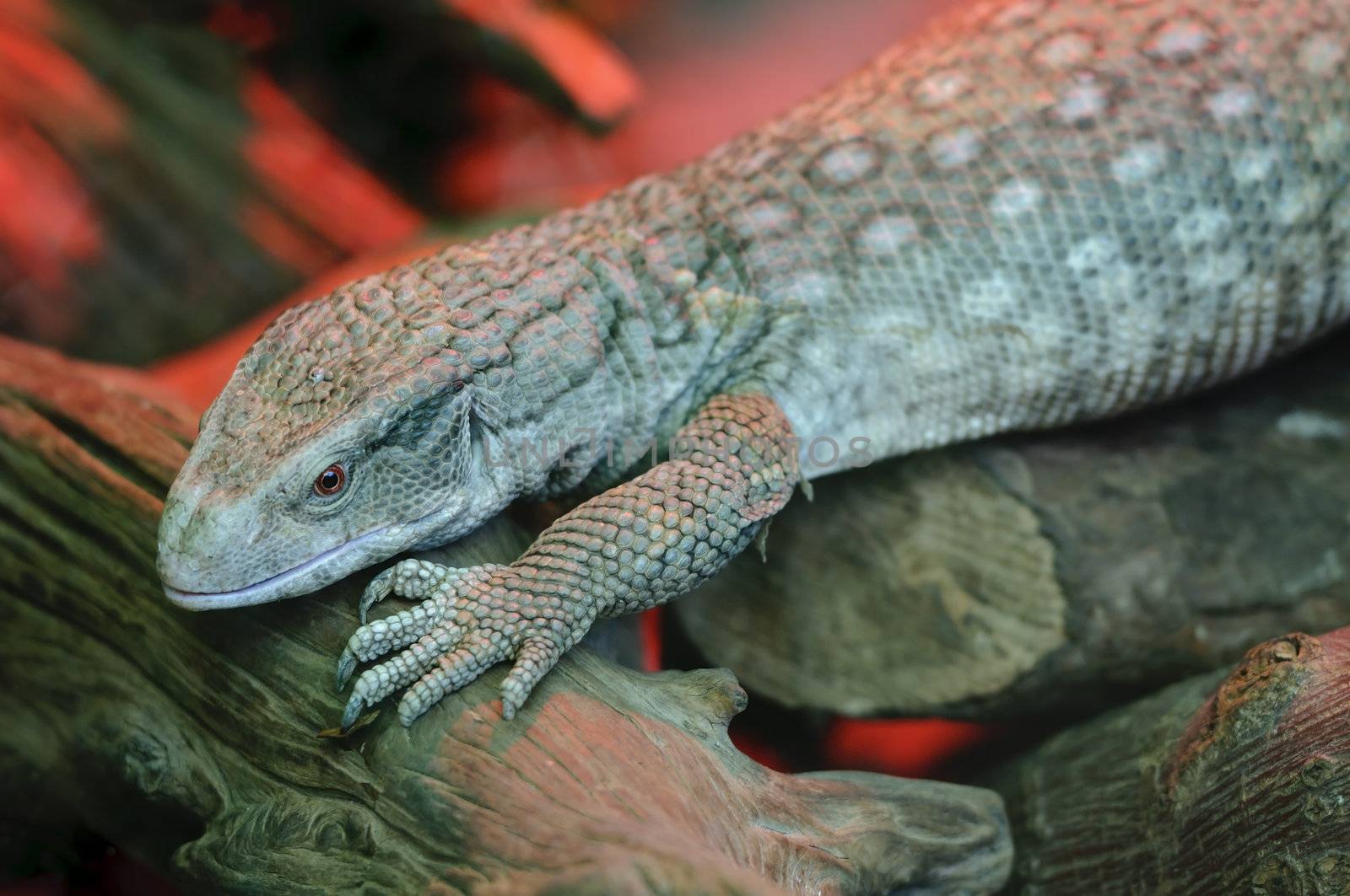 Close up of a Savanna Monitor (Varanus exanthematicus) or Boscs Monitor