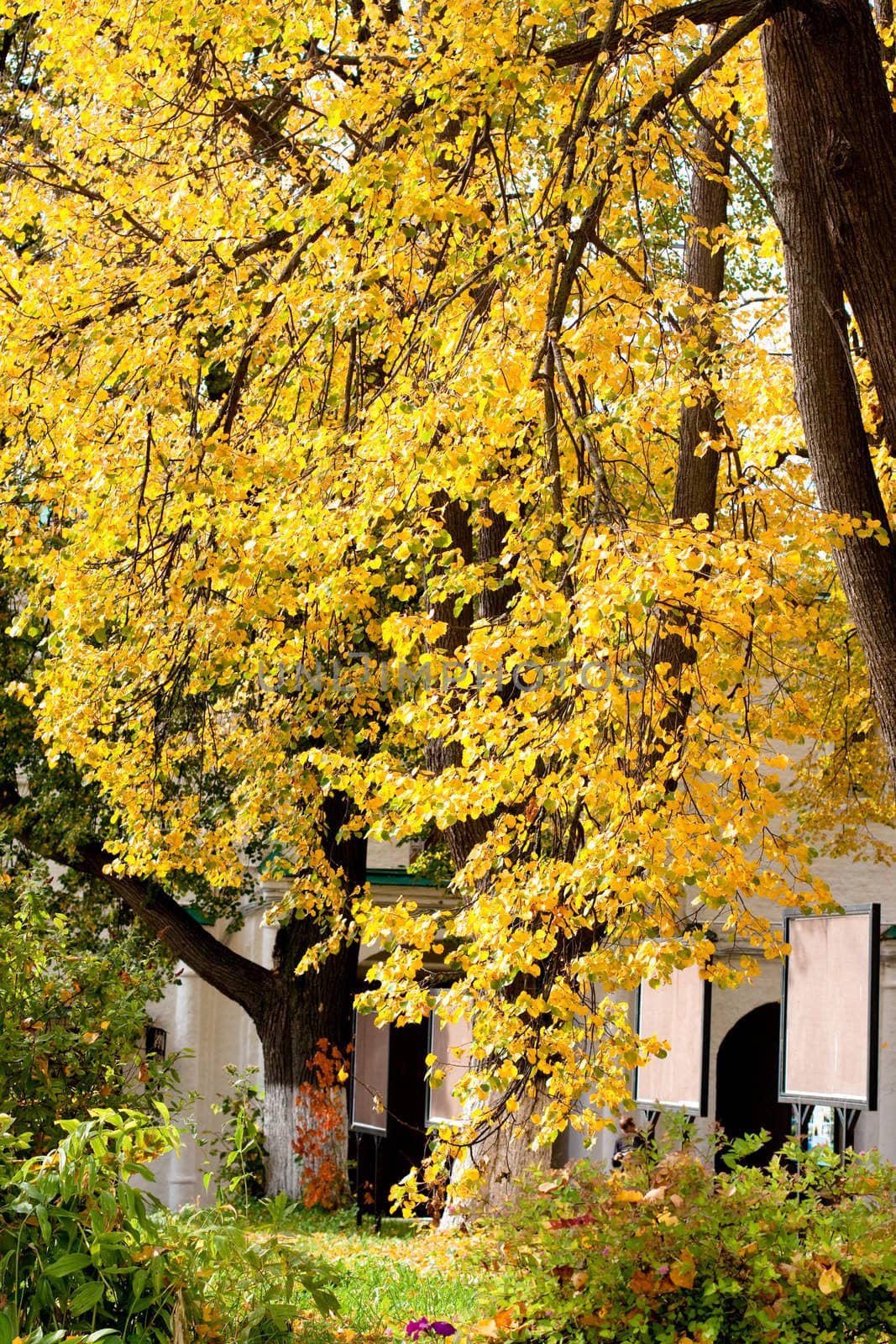 Yellow autumn trees in a park
