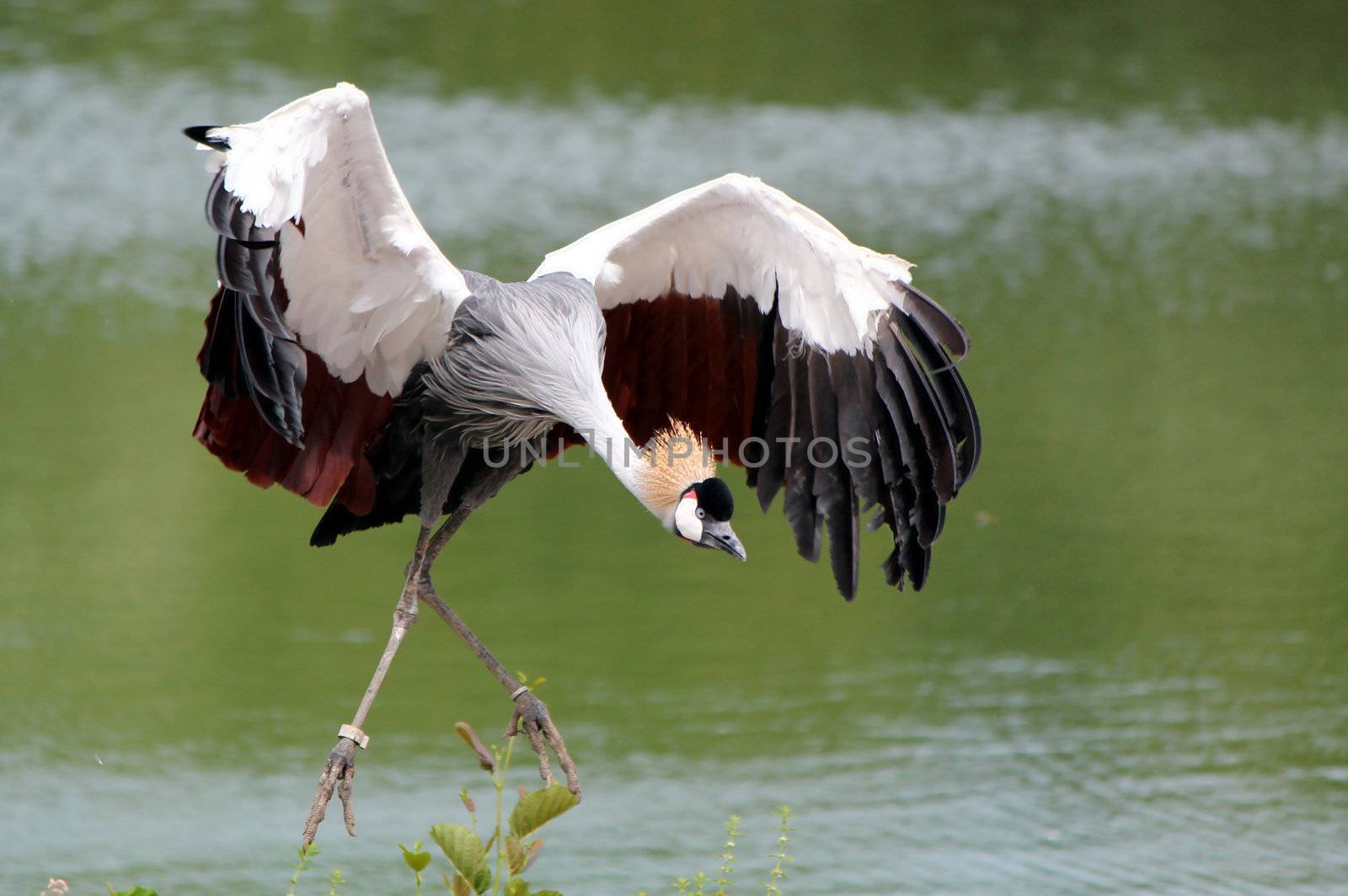 Beautiful royal crane flying upon a lake