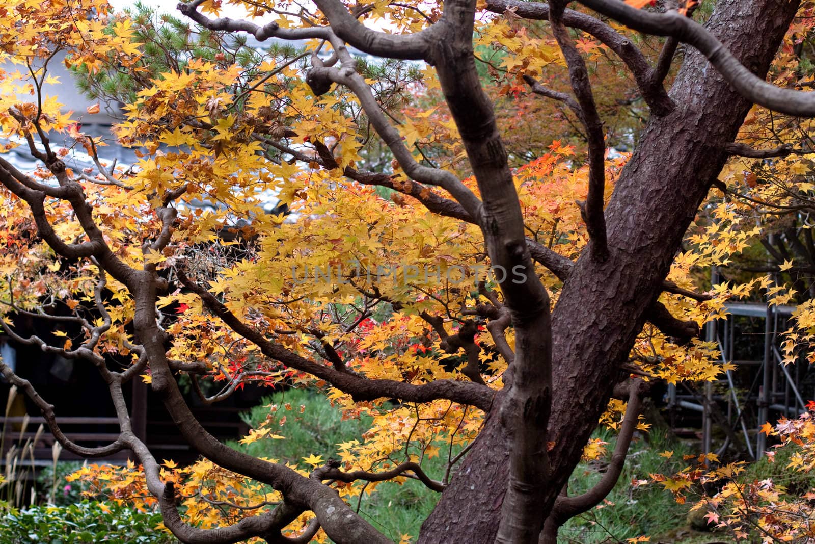 Orange and green trees in a Japanese autumn park 
