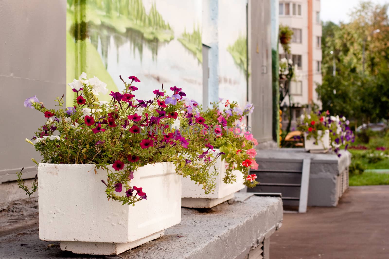 Flowerpots with violets and wall with image in a city yard 
