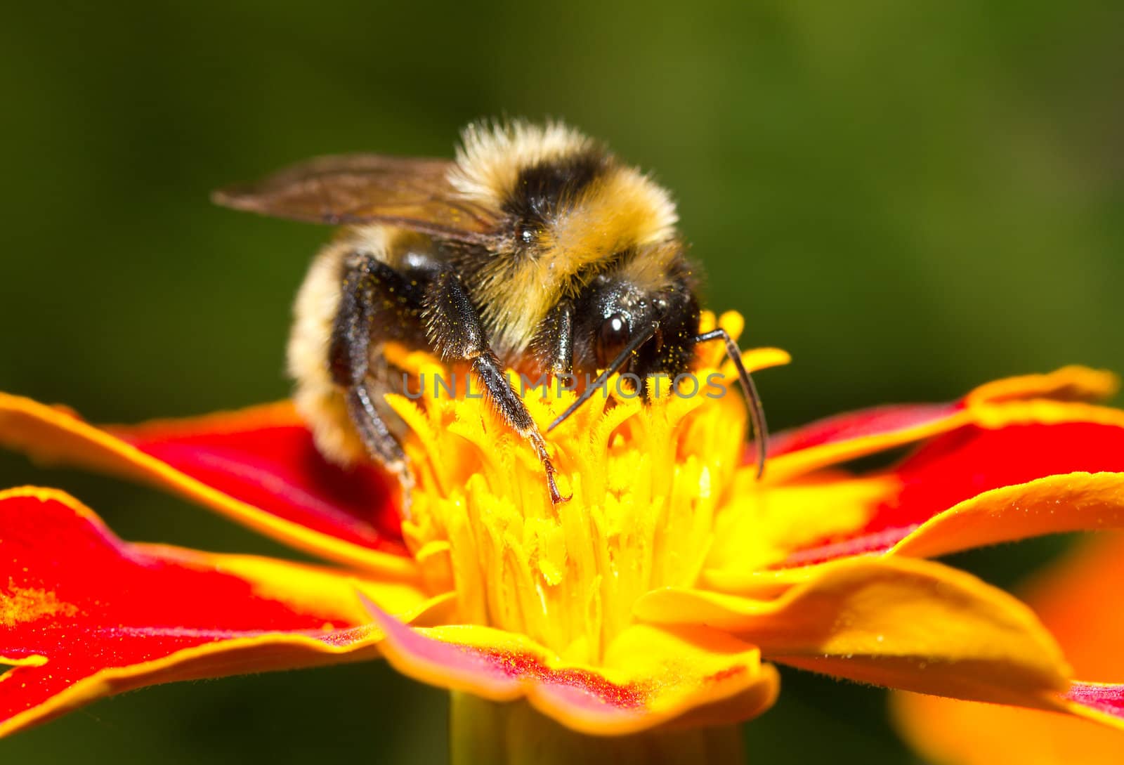 bumblebee collecting nectar from flower by Alekcey